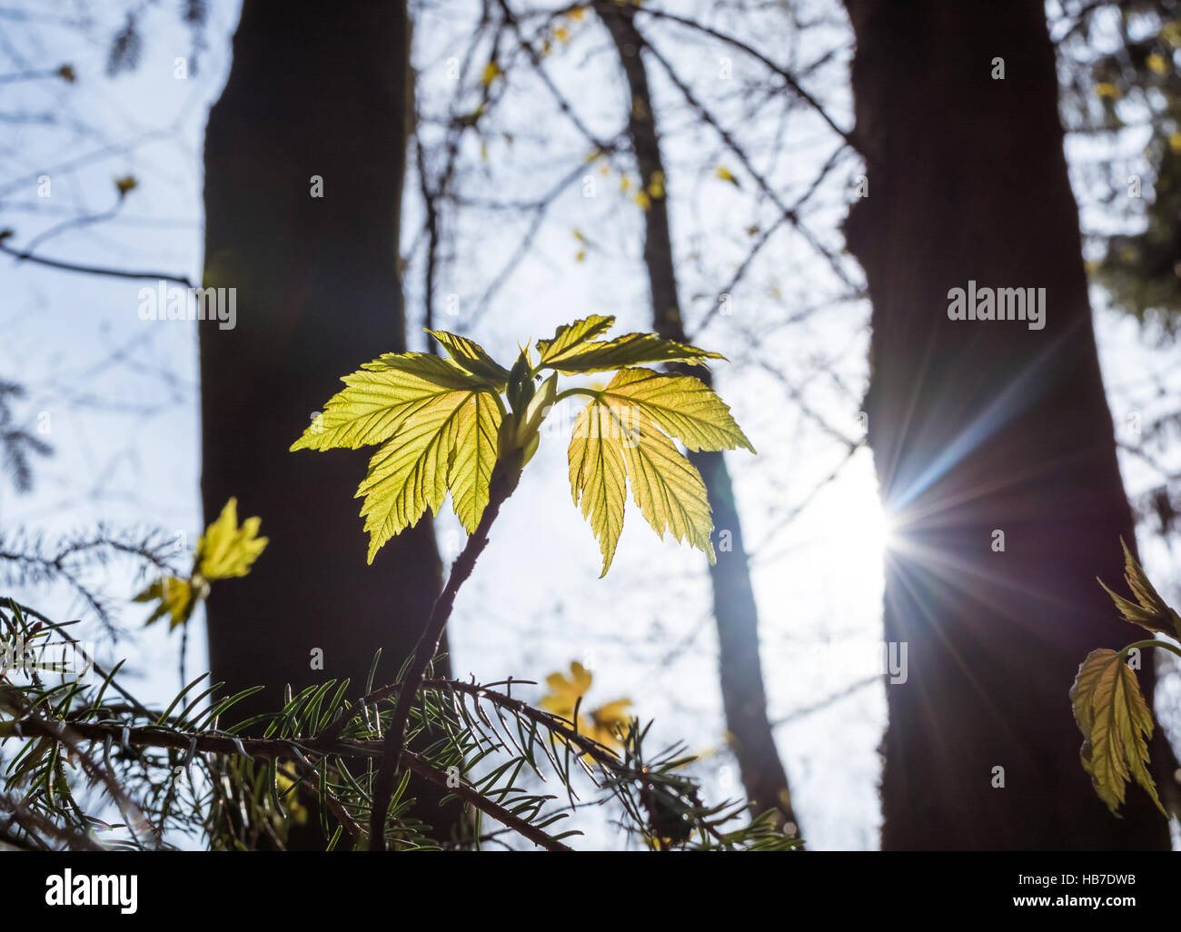 Leaves in sunlight Stock Photo