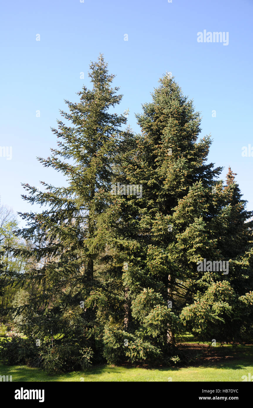 Abies cephalonica, Greek fir, flowering Stock Photo