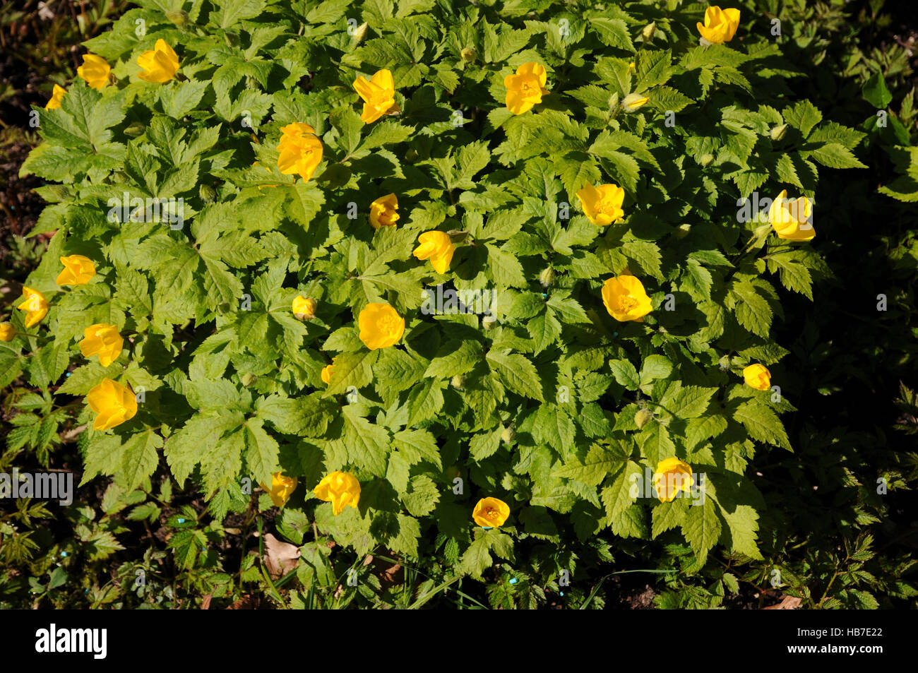 Hylomecon japonicum, Japanese wood poppy Stock Photo Alamy