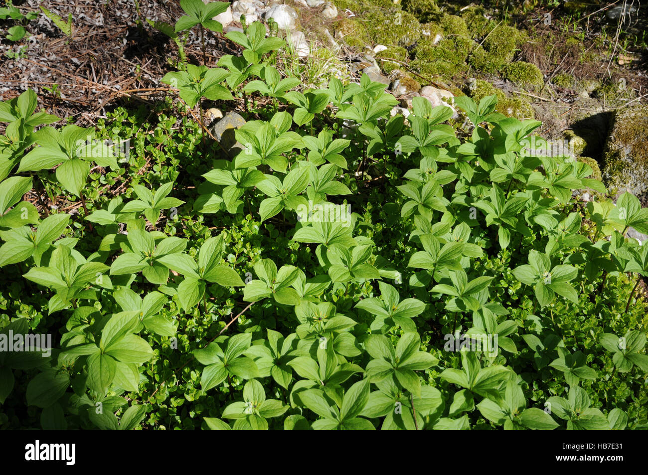 Paris quadrifolia, Herb paris Stock Photo