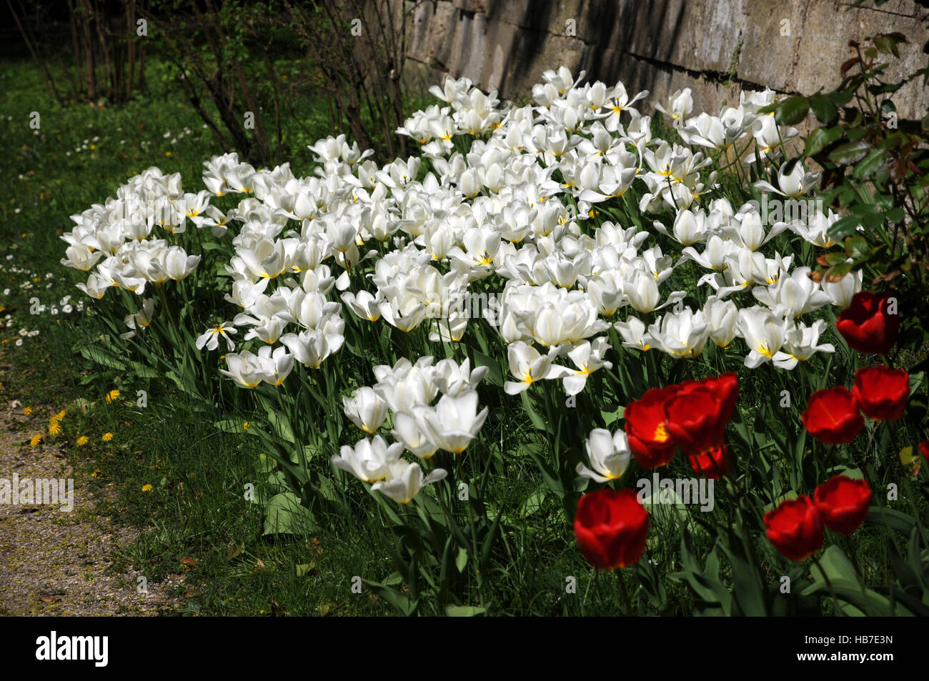 Tulipa White Triumphator, Lily flowered Tulip Stock Photo