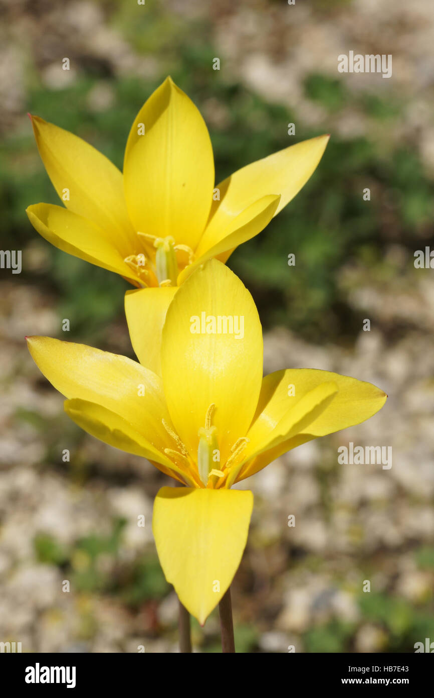 Woodland tulip sylvestris hi-res stock photography and images - Alamy