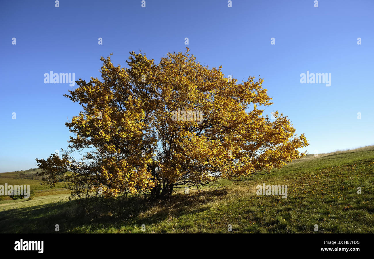 Tree with colorful foliage in autumn Stock Photo