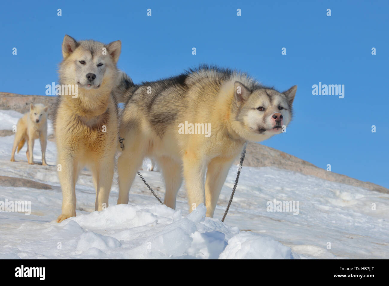 Greenland sled dogs relaxing in spring time Stock Photo