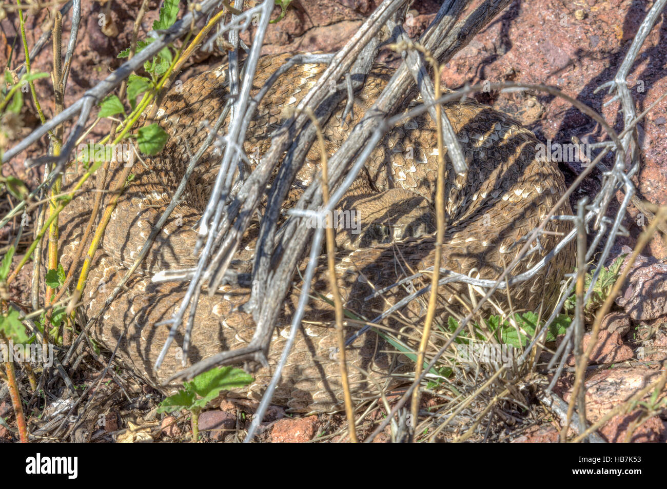 Western Diamond-backed Rattlesnake, (Crotalus atrox), basking at a den ...