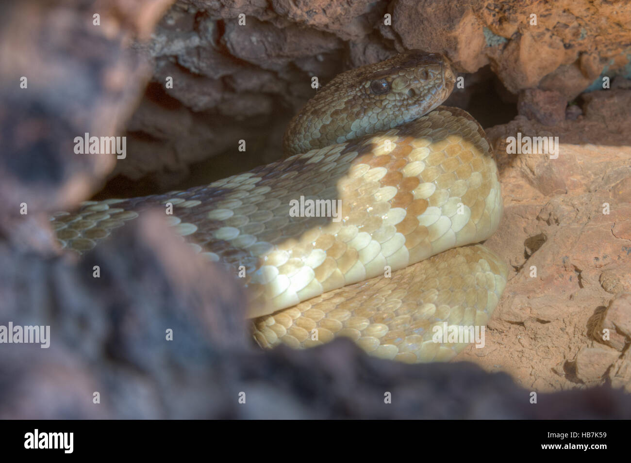 Eastern Black-tailed Rattlesnake, (Crotalus ornatus), at a den in central New Mexico, USA. Stock Photo