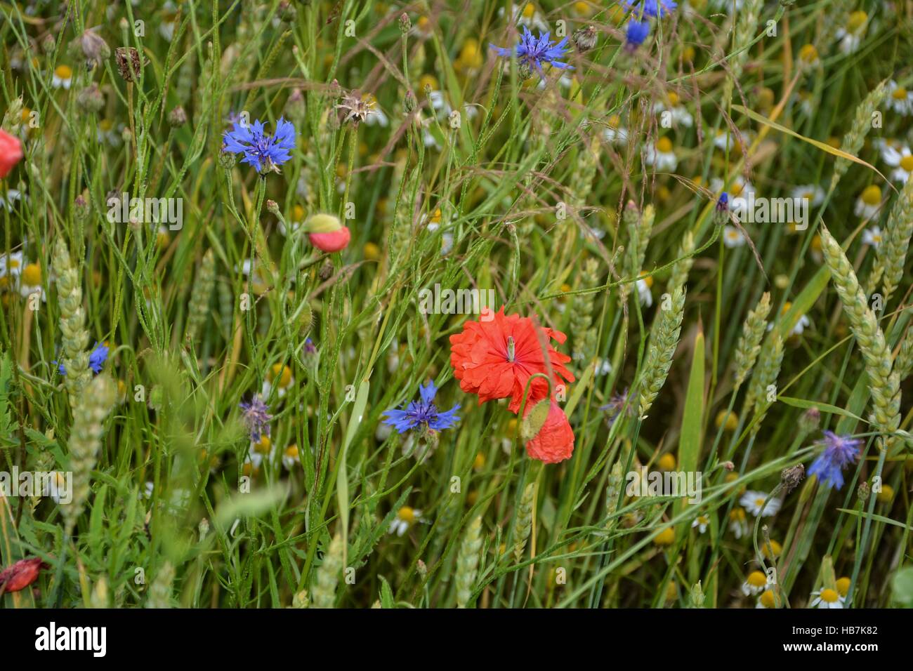 Poppy in green corn field  with wheat grain and cornflowers Stock Photo