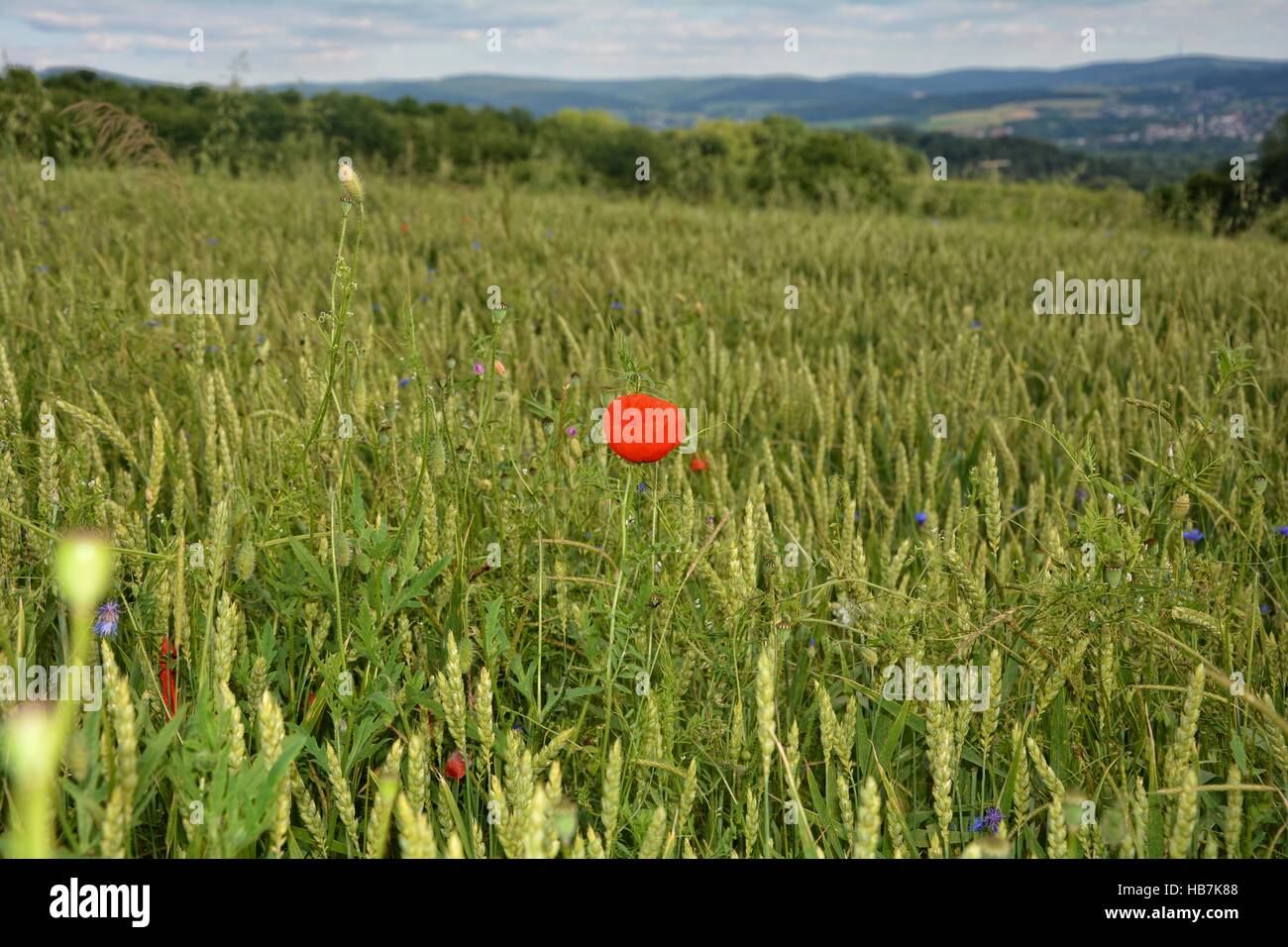 a Poppy in the middle on green corn meadow with blue sky and clouds Stock Photo