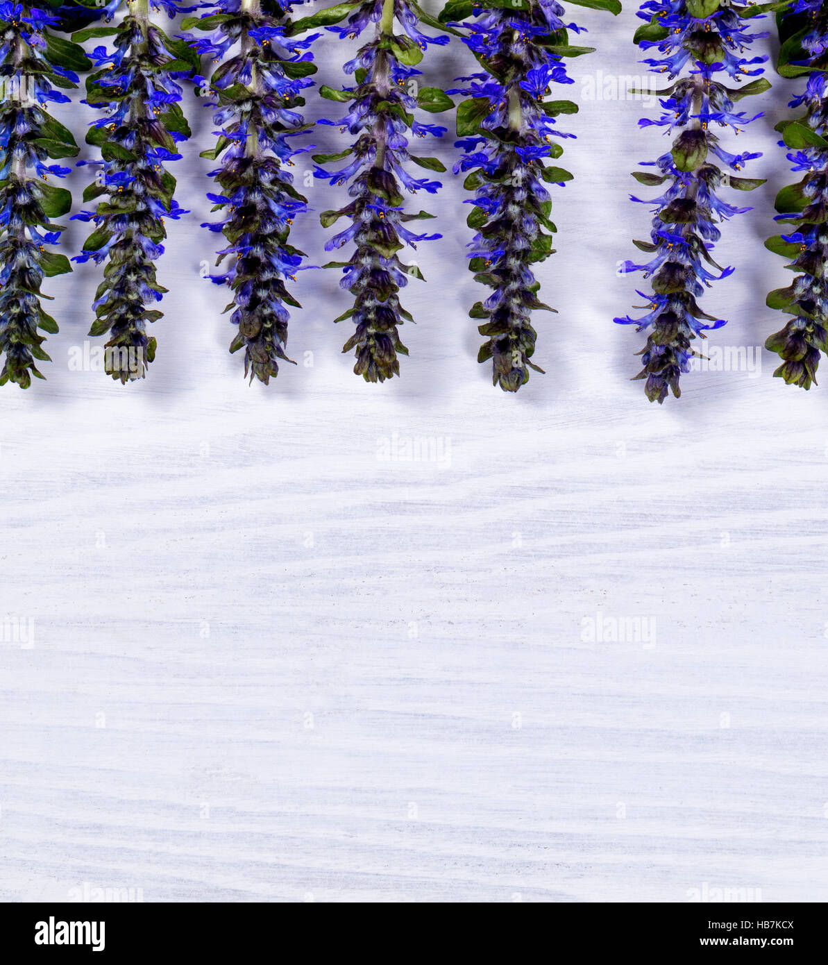 Wild blue flowers on white wood background Stock Photo