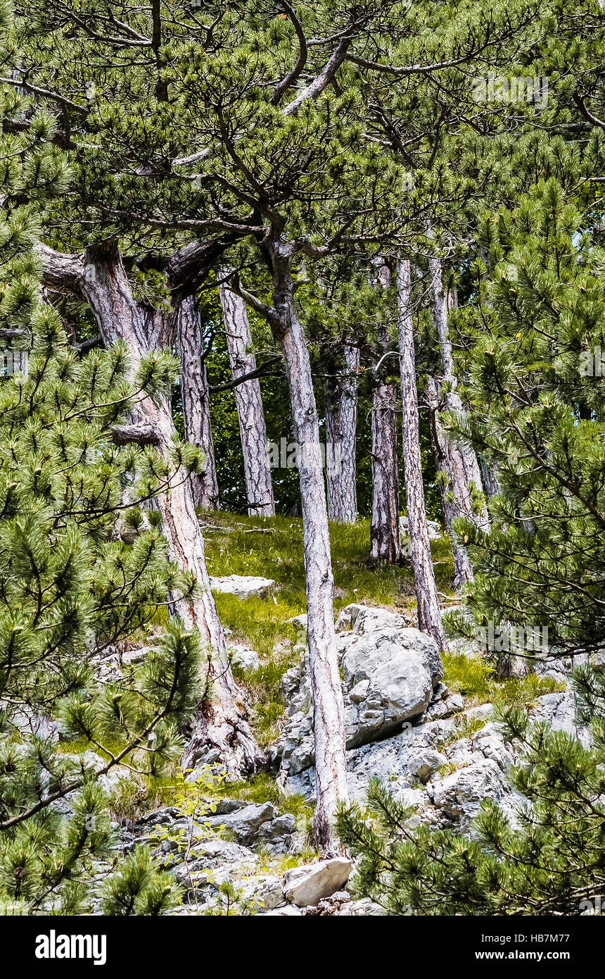 pine wood / rax mountain / niederösterreich Stock Photo