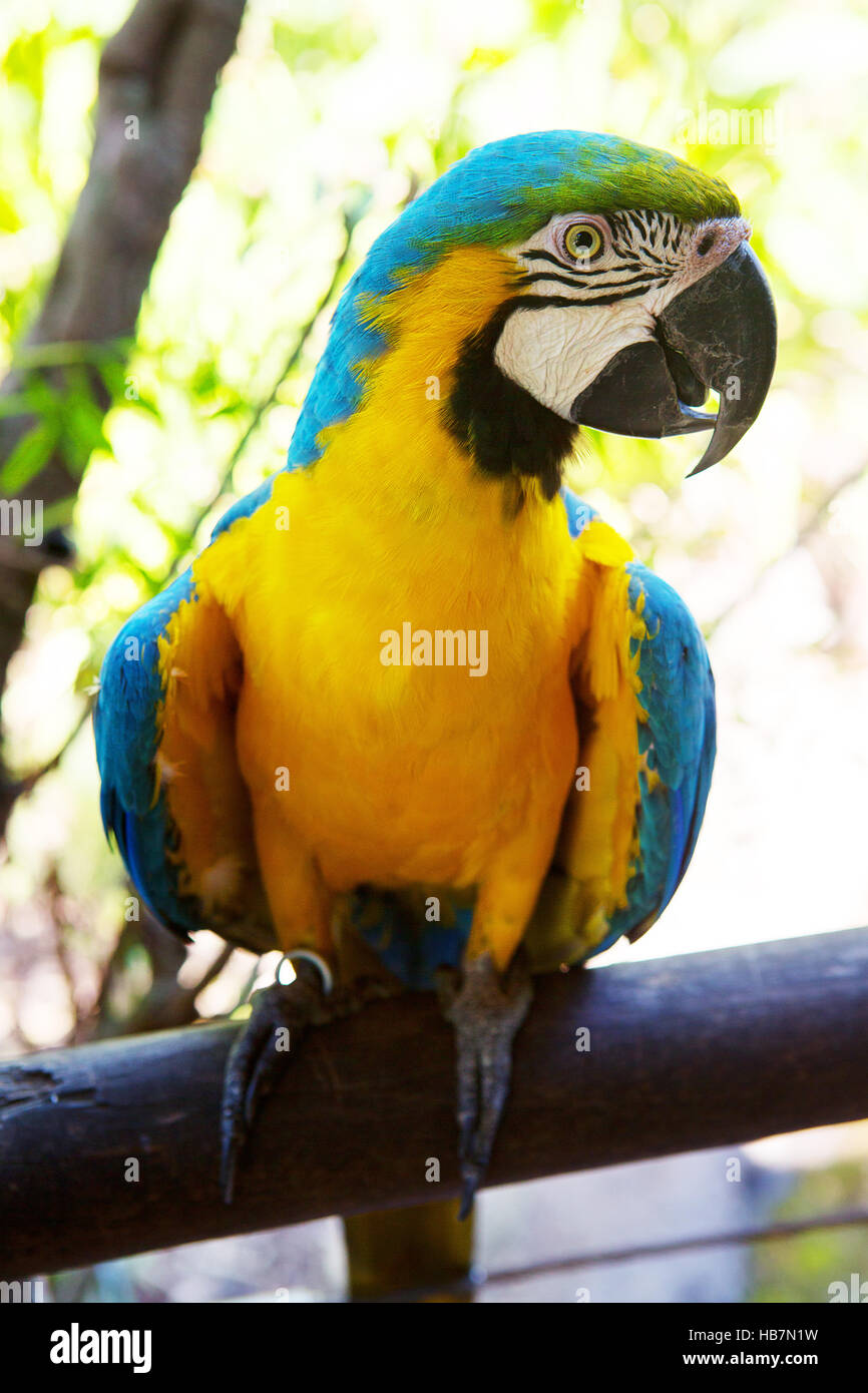 Papageien essen hires stock photography and images Alamy