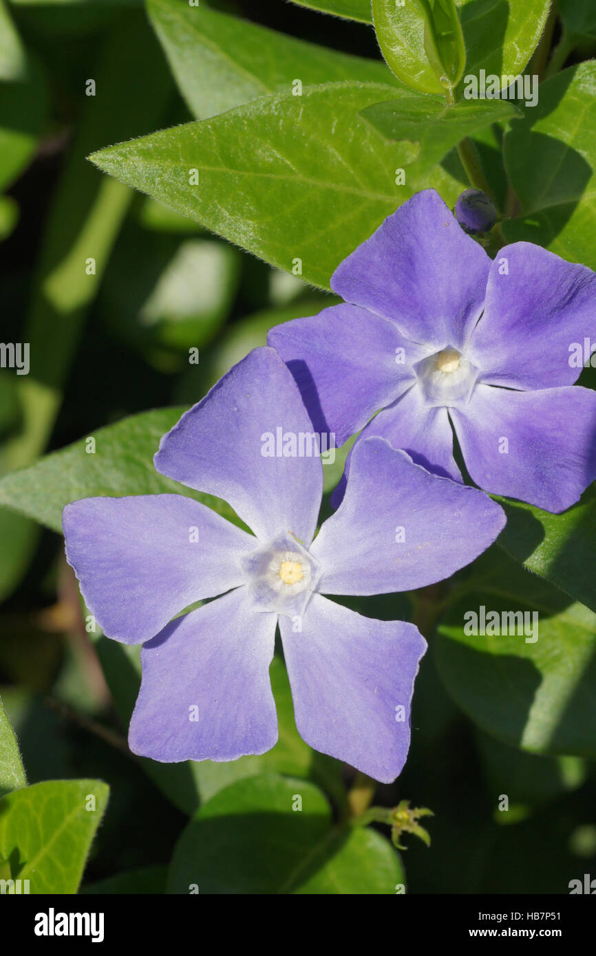 Vinca major greater periwinkle flower hires stock photography and