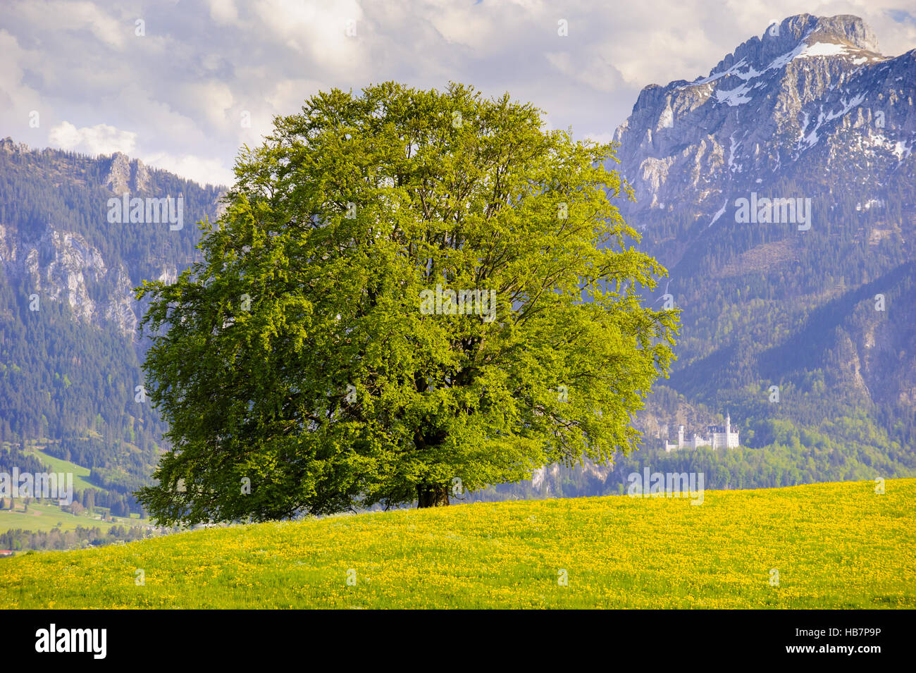 single big beech tree at spring Stock Photo