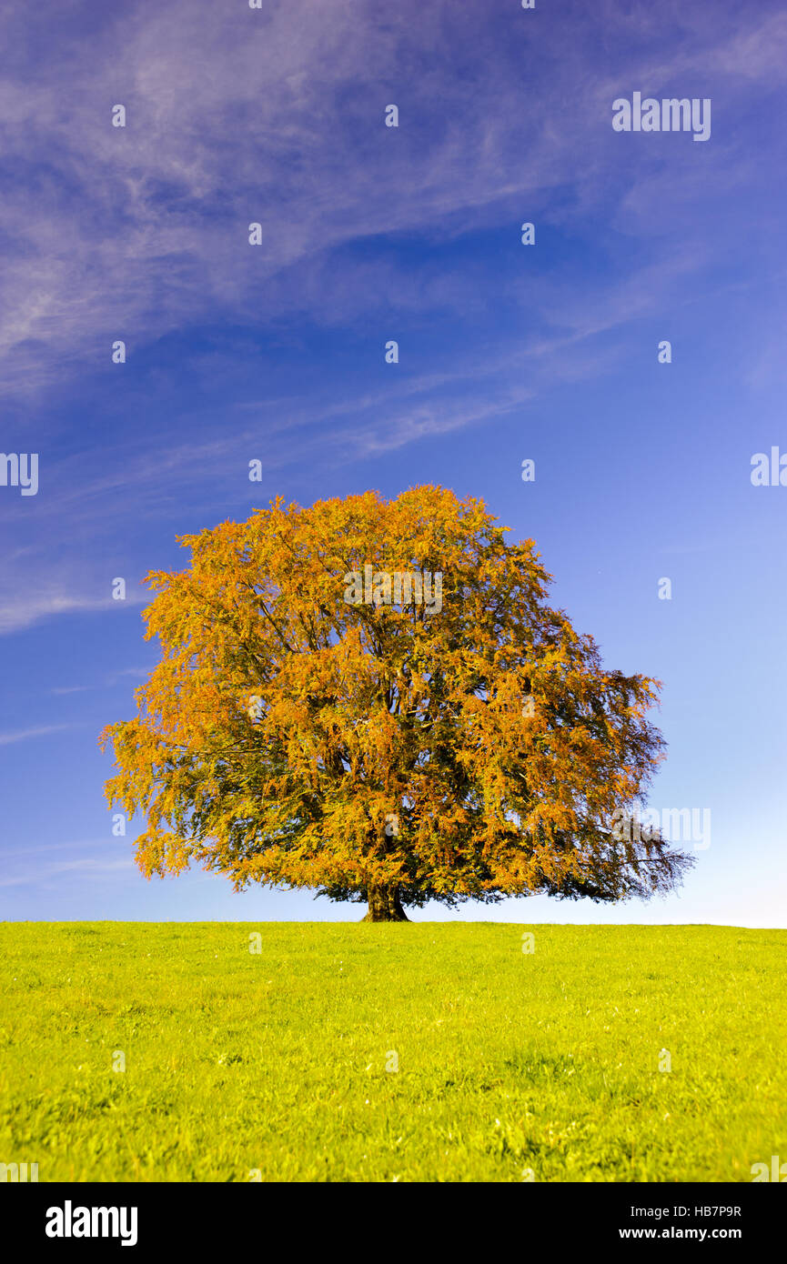 single big beech tree at autumn Stock Photo