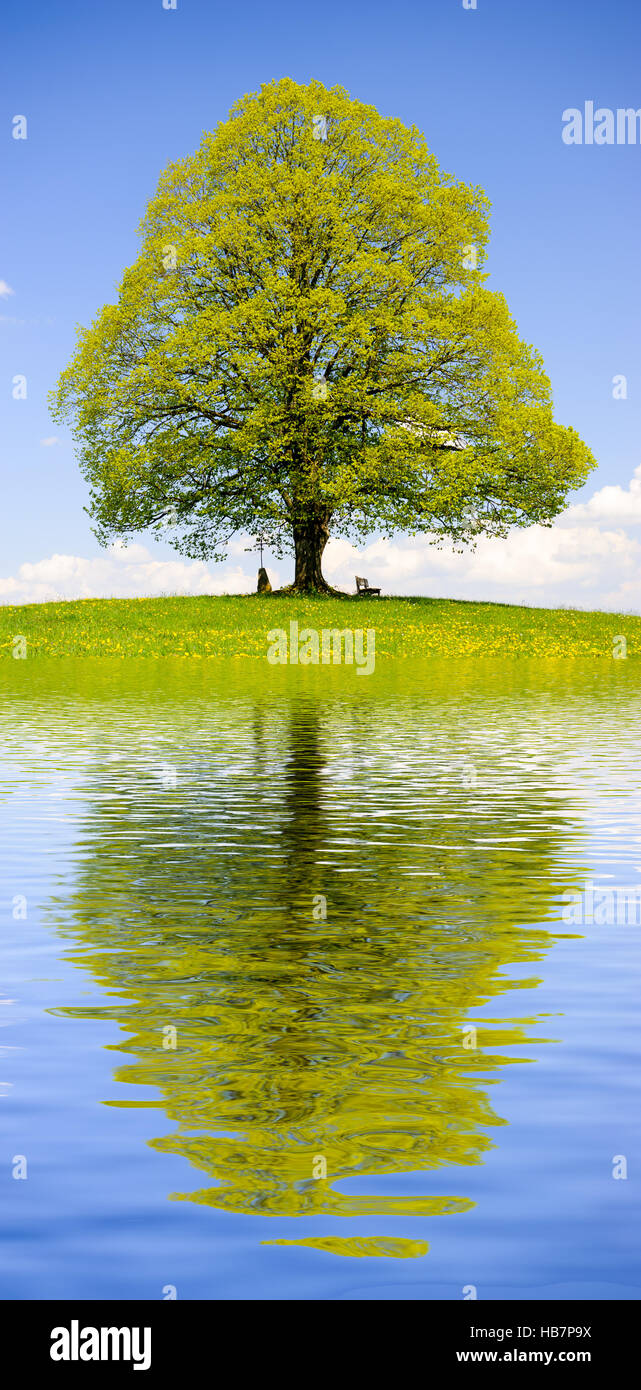 big old linden tree mirroring in lake Stock Photo