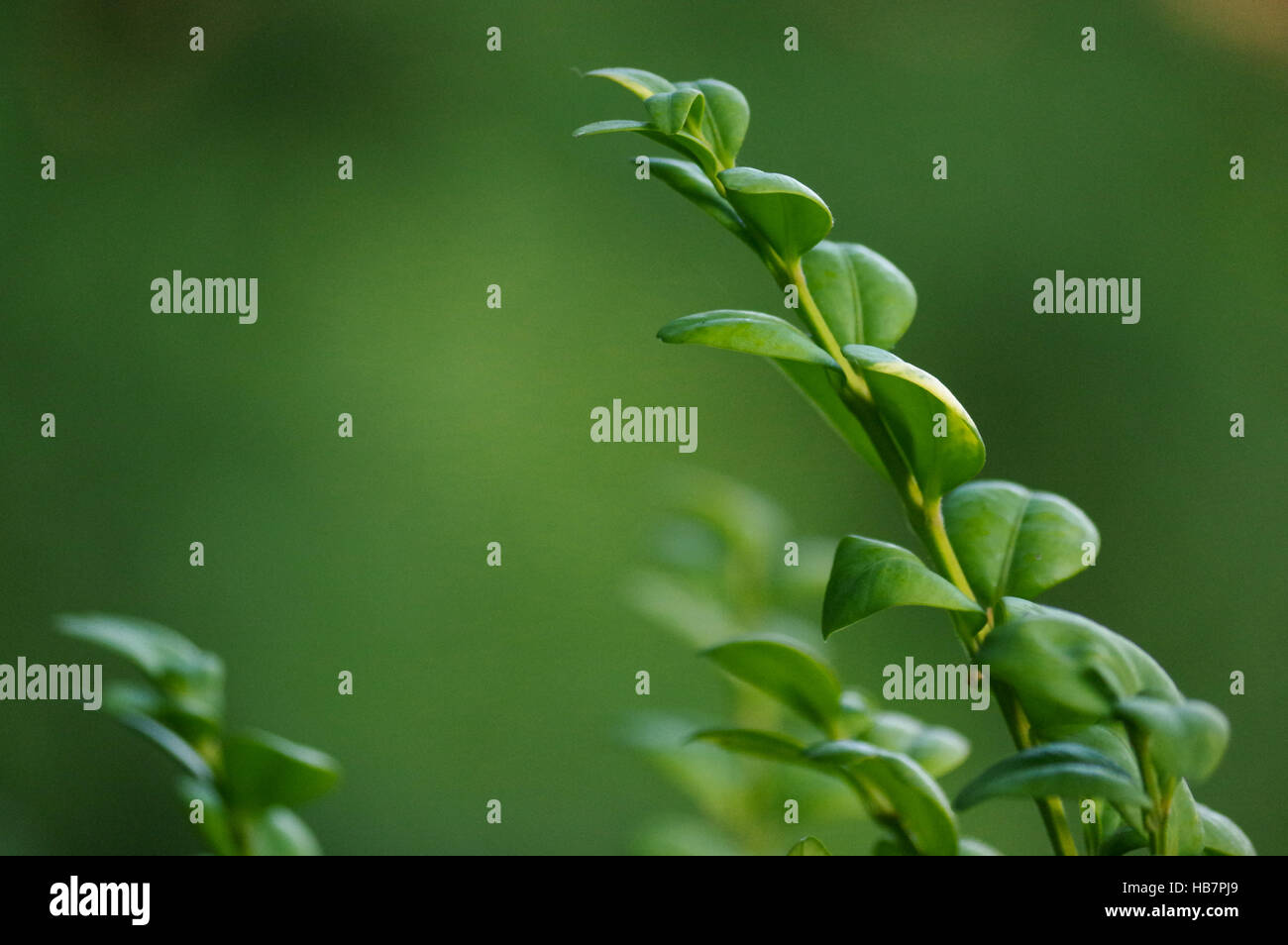 branch with fresh green leaves on natural background, selective focus ...