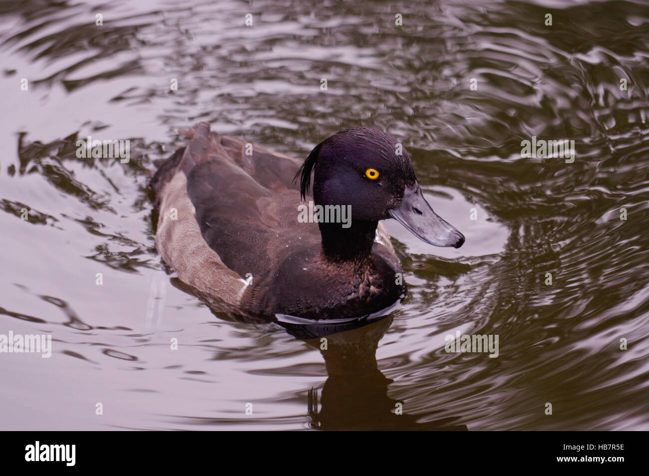 brown duck swim in pond. Still float action. Water with dark shadow and