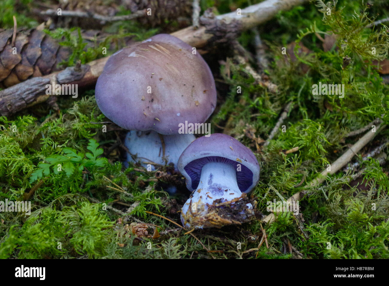 light lilac Cortinarius alboviolaceus mushroom, purpurascens, also known as the bruising webcap, is a basidiomycete. Stock Photo