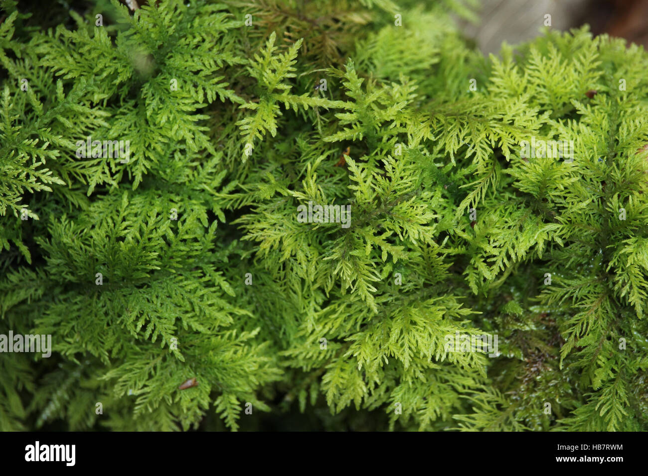 moss Stock Photo - Alamy