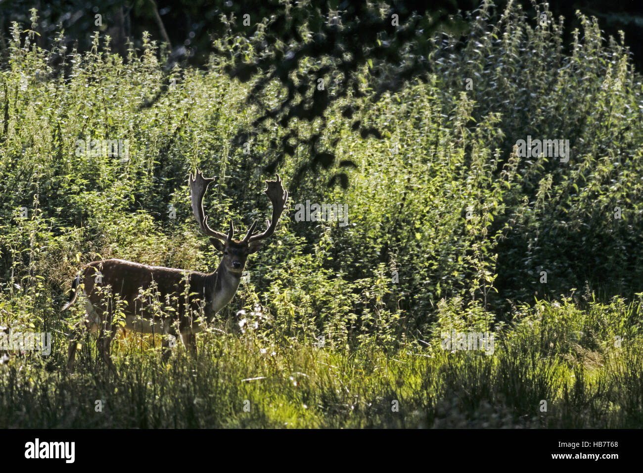 Fallow Deer buck with velvet-covered antlers Stock Photo