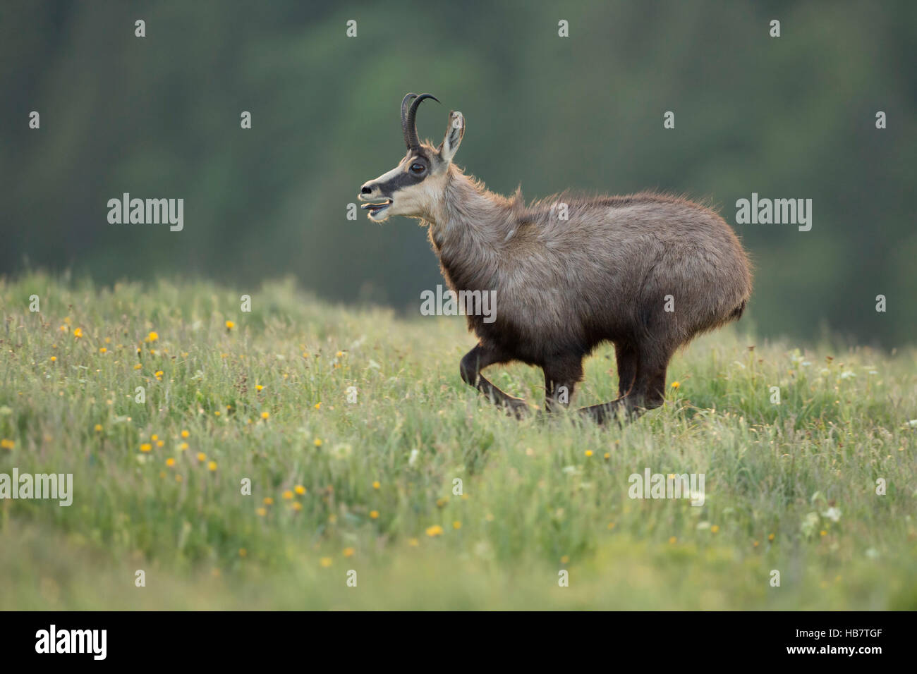 Alpine Chamois / Gaemse ( Rupicapra rupicapra ) on the run, running over a flowering mountain meadow, seems to be exhausted. Stock Photo