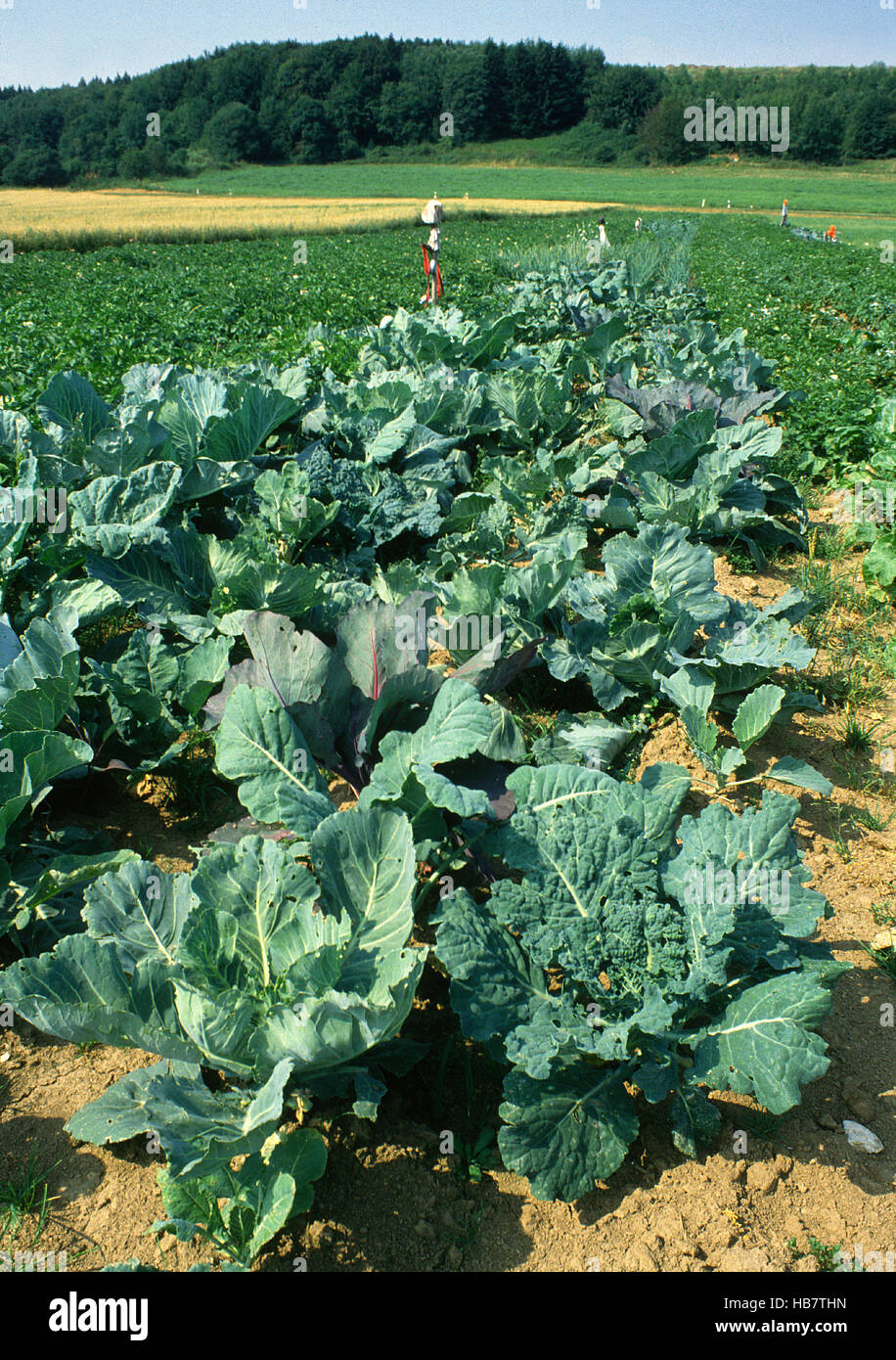 vegetable field, red cabbage Stock Photo Alamy