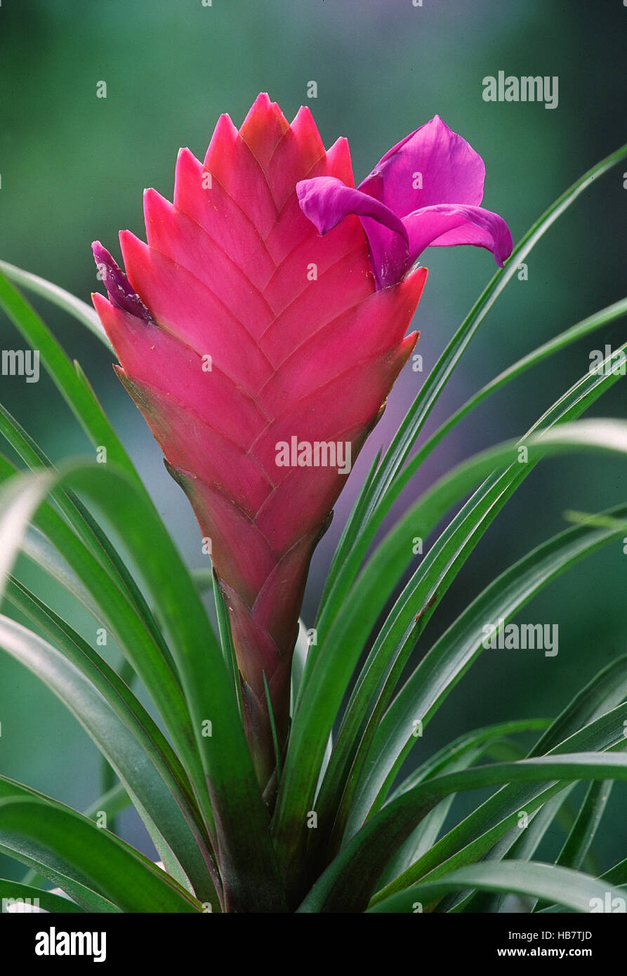 Tillandsia hi-res stock photography and images - Alamy