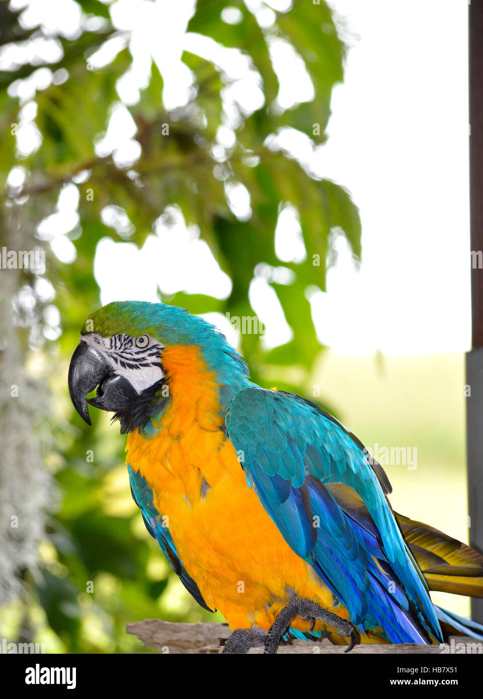 yellow macaw Latin name Ara ararauna Stock Photo - Alamy