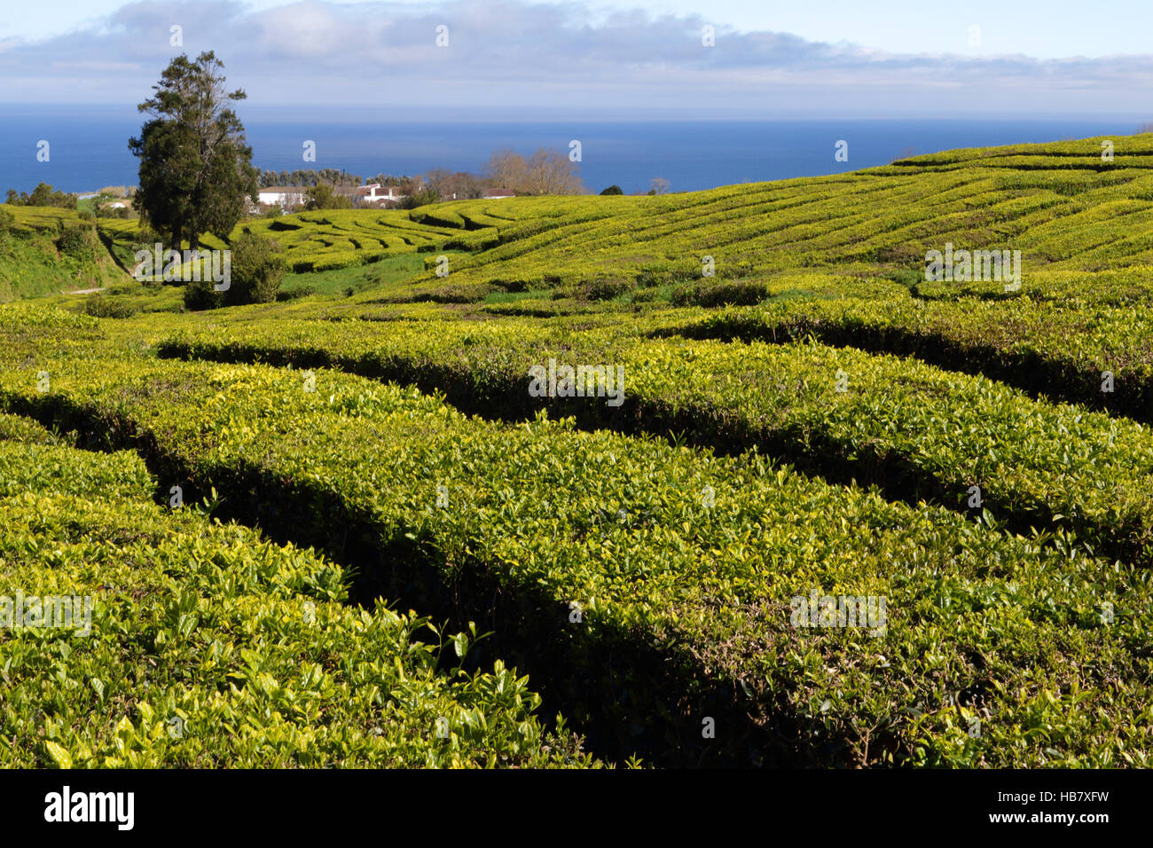 Tea plantation on Sao Miguel island, Azores Stock Photo