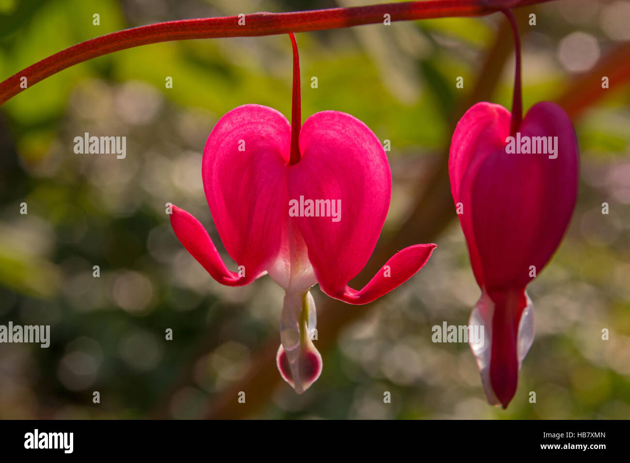 Harts hi res stock photography and images Alamy Harts hi res stock photography and images Alamy