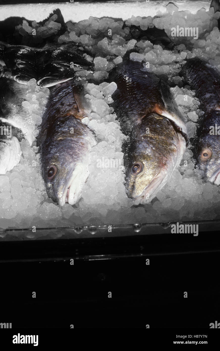 Fresh caught seafood from the Gulf of Mexico ocean Stock Photo Alamy