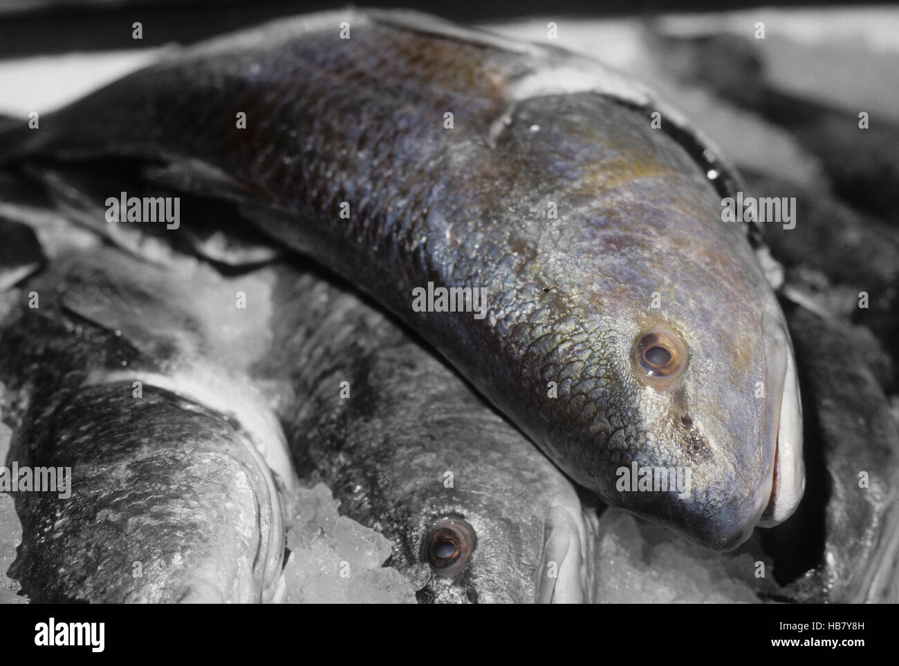 Fresh caught seafood from the Gulf of Mexico ocean Stock Photo Alamy