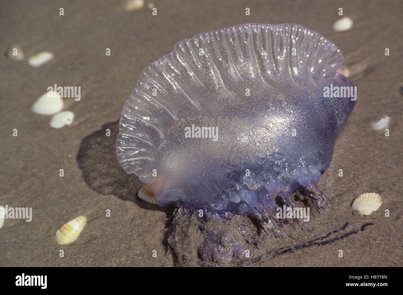 Jellyfish on the beach.Jellyfish are softbodied freeswimming aquatic
