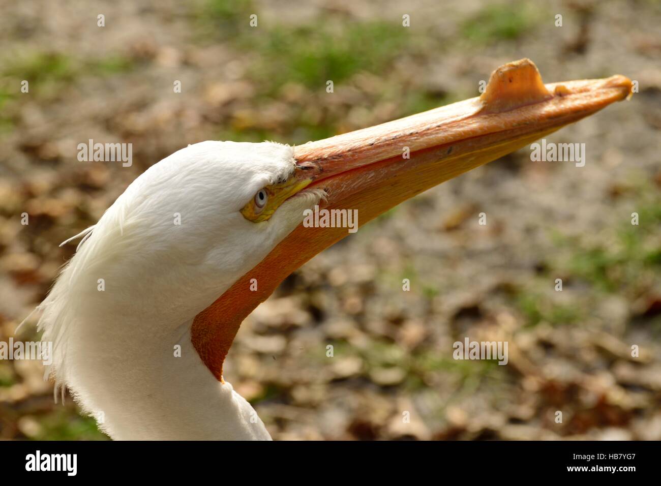 Profile of a breeding American White pelican Stock Photo - Alamy