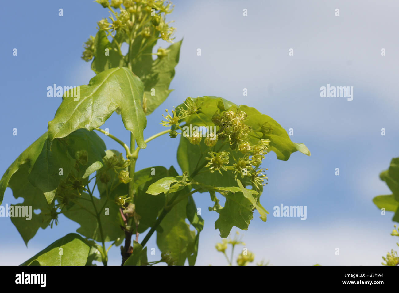 Acer campestre, Field maple Stock Photo - Alamy