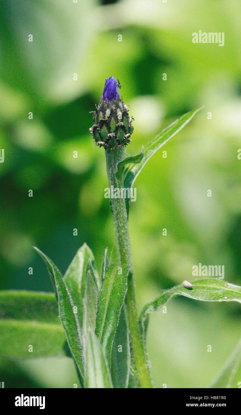 Flower bud, Knapweed Stock Photo
