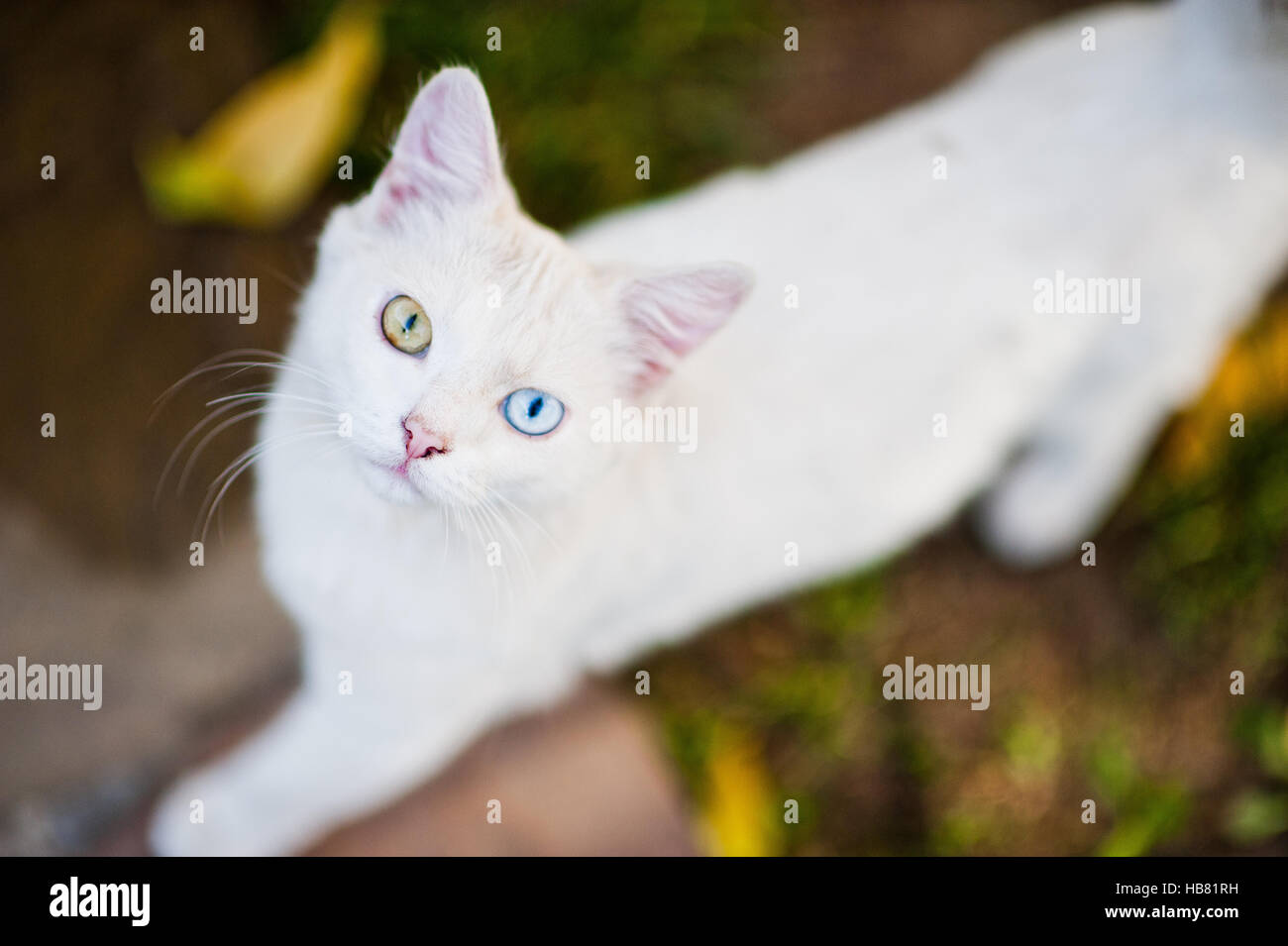 White cat with different colored eyes Stock Photo Alamy
