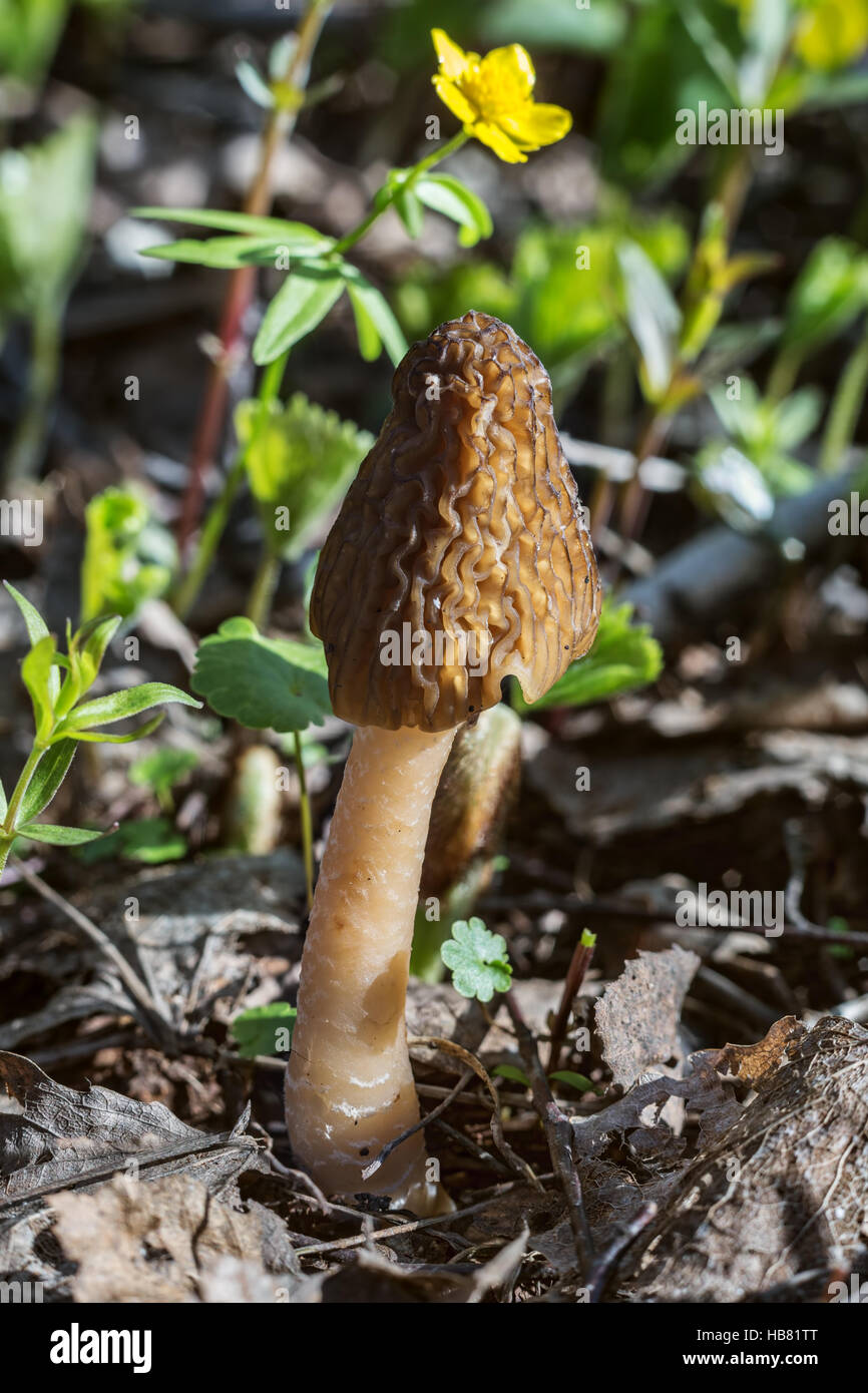 morel-HB81TT.jpg