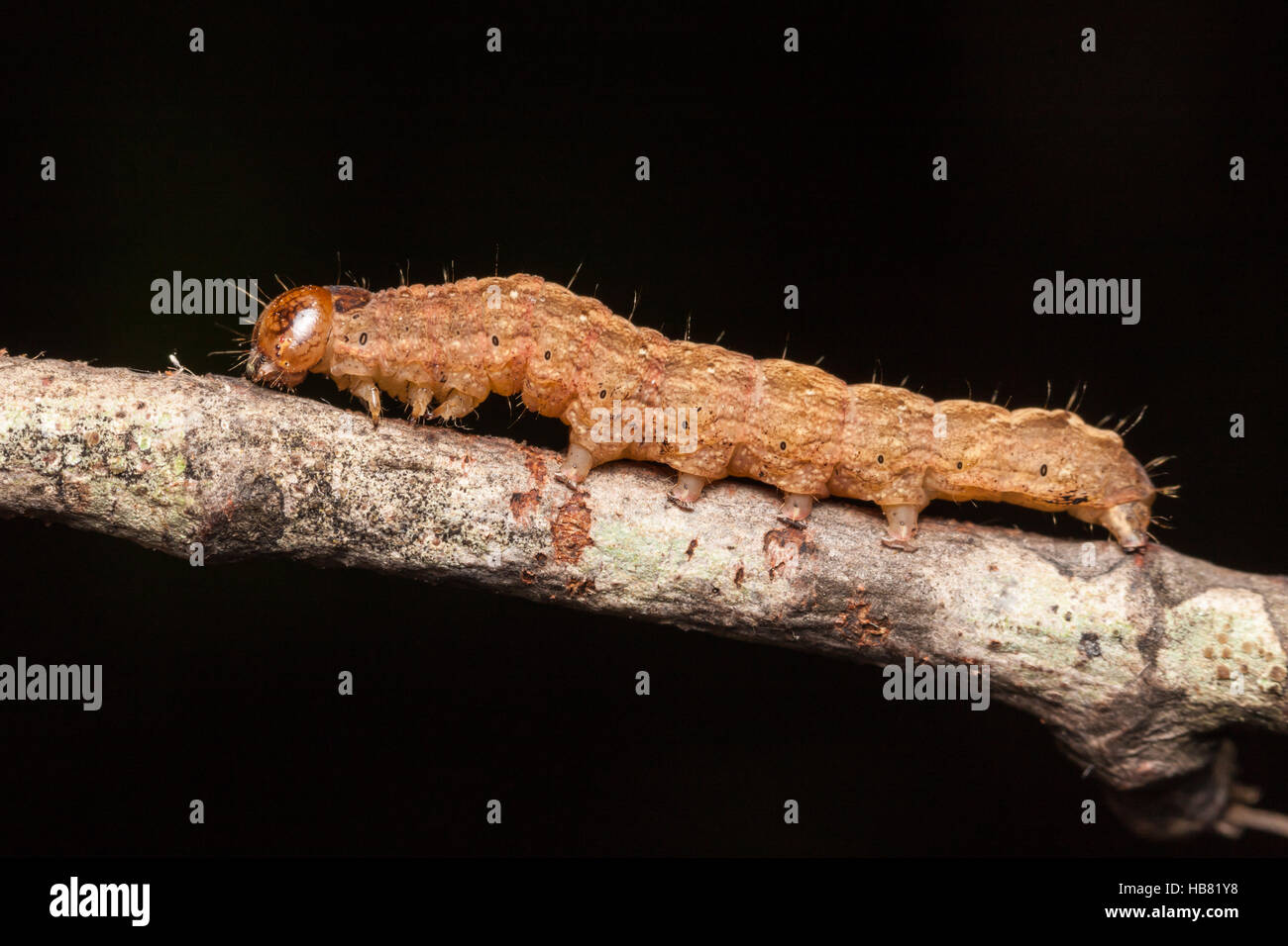 An Owlet Moth (Noctuidae) caterpillar (larva). Stock Photo