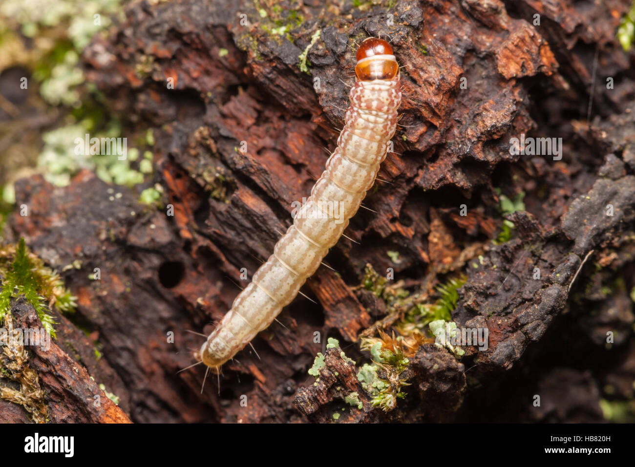 A Dusky-backed Filatima moth (Filatima pseudacaciella) caterpillar (larva) explores decaying wood. Stock Photo