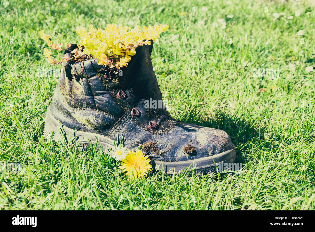 weathered shoe with plants Stock Photo