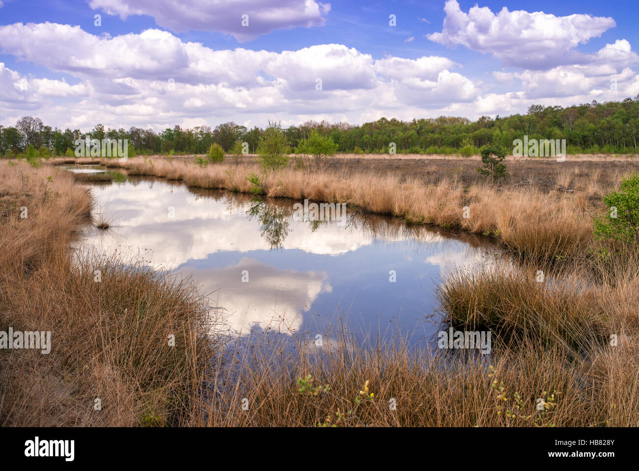 moor landscape Stock Photo