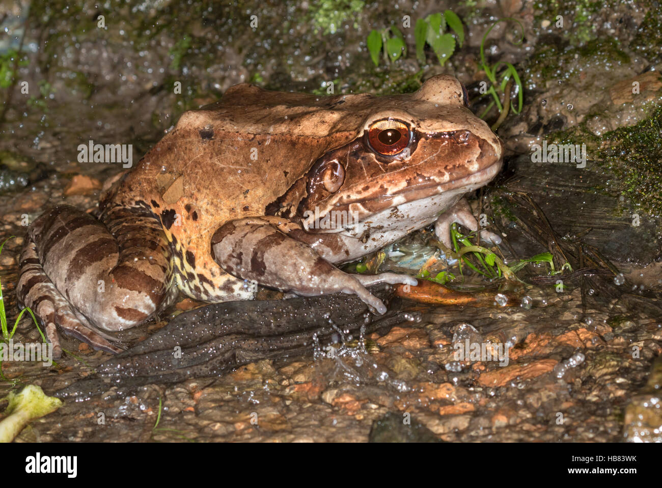 Smoky jungle frog ( Leptodactylus pentadactylus) under rain on the rainforest floor Stock Photo