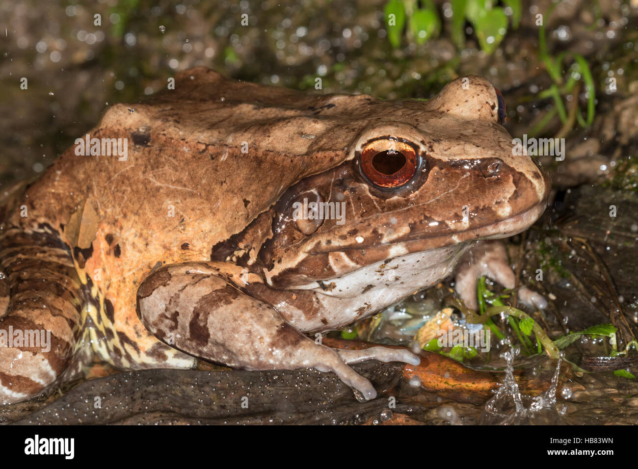 Smoky jungle frog under rain  on the rainforest floor, Peru Stock Photo