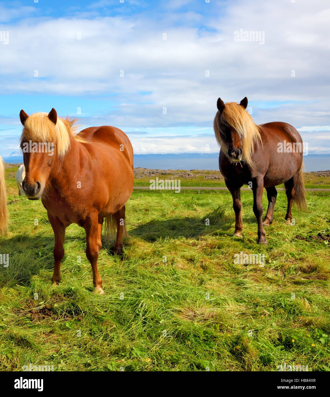 Horses with yellow  manes Stock Photo