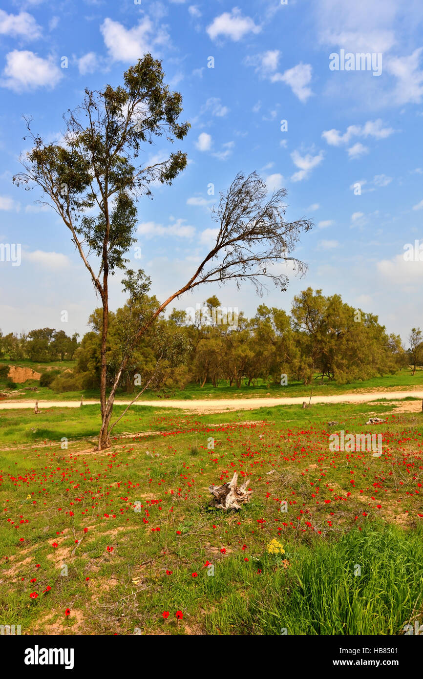 The spring field Stock Photo - Alamy