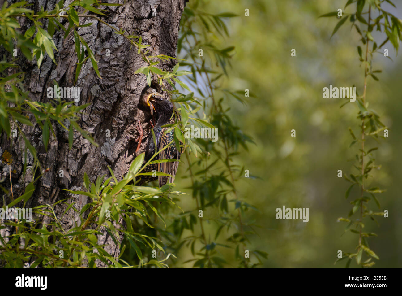 Star feeding young in nest with worm Stock Photo