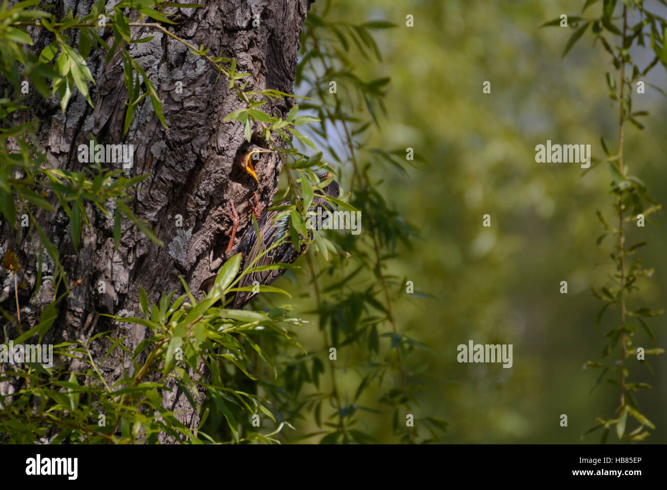 Bird Star feeding young in nest tree Stock Photo