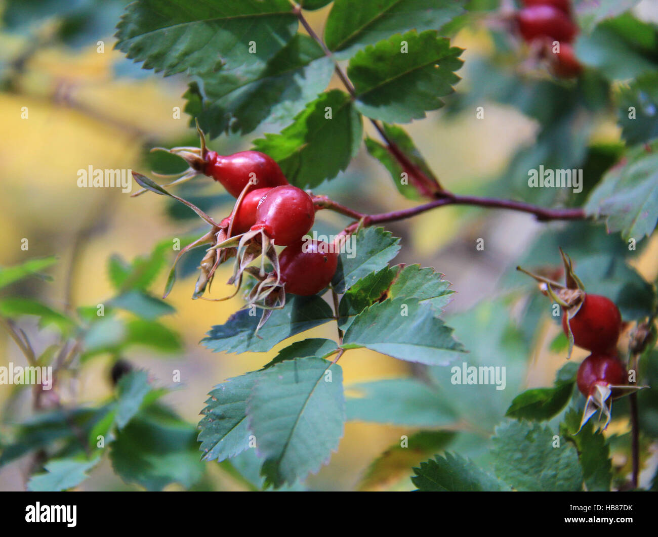 Red rose hips in the fall at Millcreek Canyon, Wasatch National Forest, Utah, USA Stock Photo