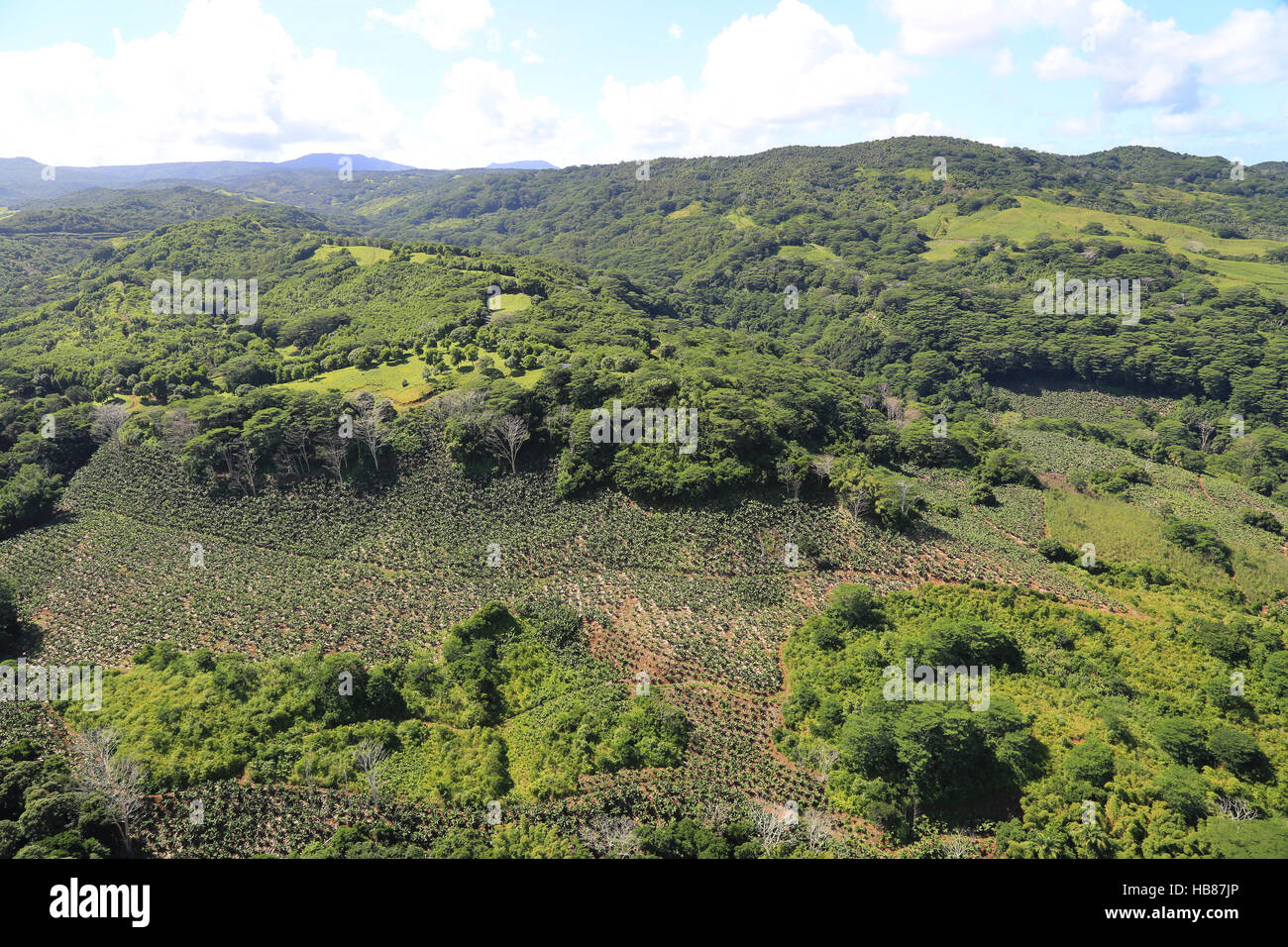 Mauritius, Landschaft mit Bananen Plantage Stock Photo